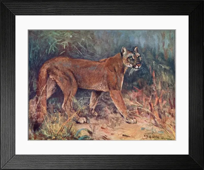 Framed Print : Puma in the Wild Framed Print : Puma in the Wild