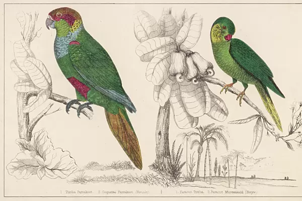 Two Parakeets - 2