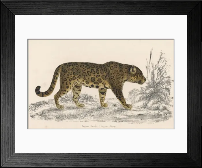 Framed Print : Female Jaguar Framed Print : Female Jaguar