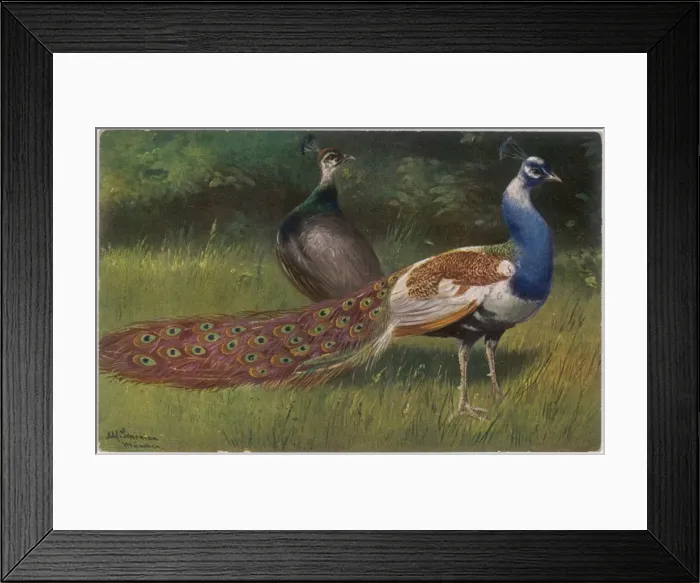 Framed Print : Peacock and Hen Framed Print : Peacock and Hen