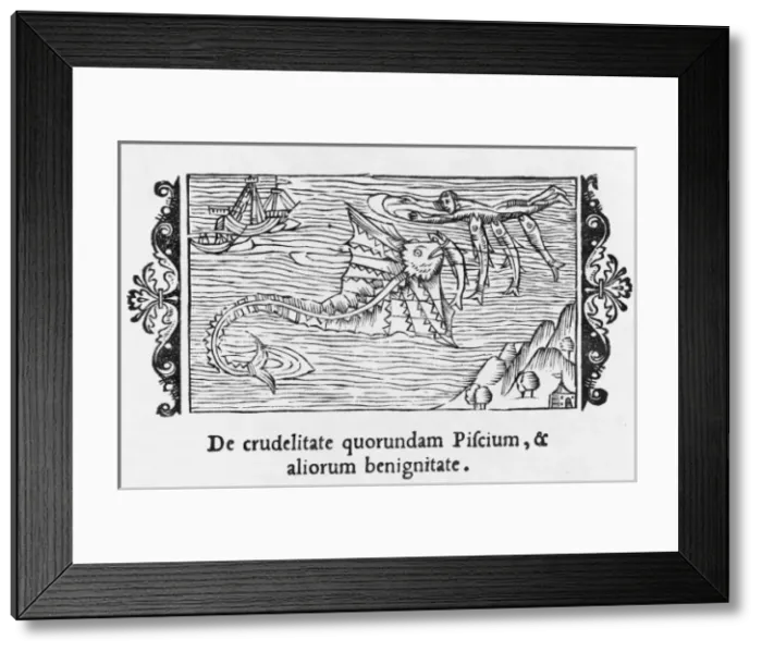 Framed Print : Fish Eating Fish Framed Print : Fish Eating Fish