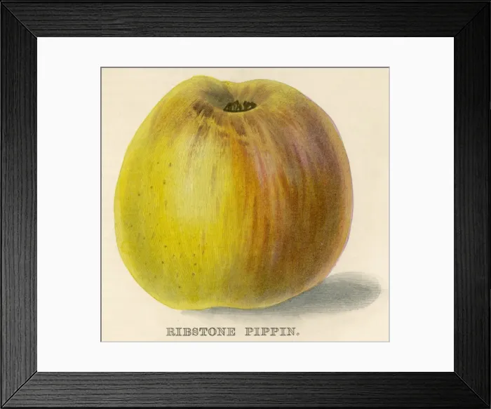 Framed Print : Ribstone Pippin Apple Framed Print : Ribstone Pippin Apple