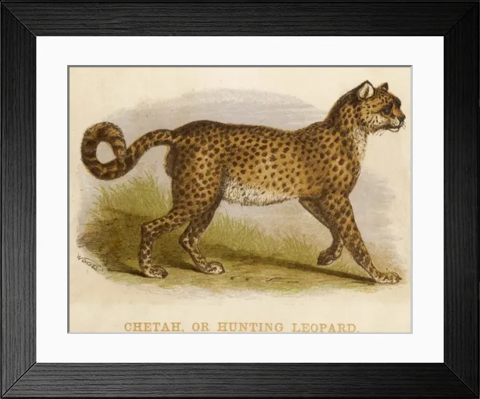 Framed Print : Profile of a Cheetah Framed Print : Profile of a Cheetah