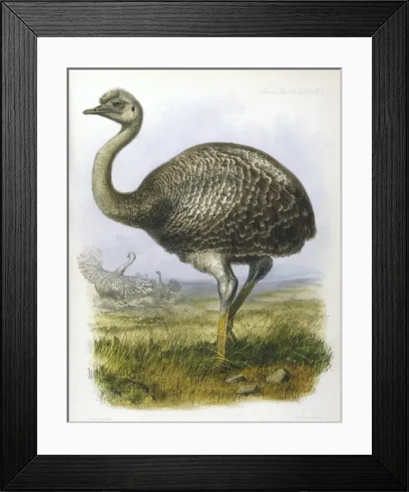 Framed Print : Ostrich (Darwinii) Framed Print : Ostrich (Darwinii)