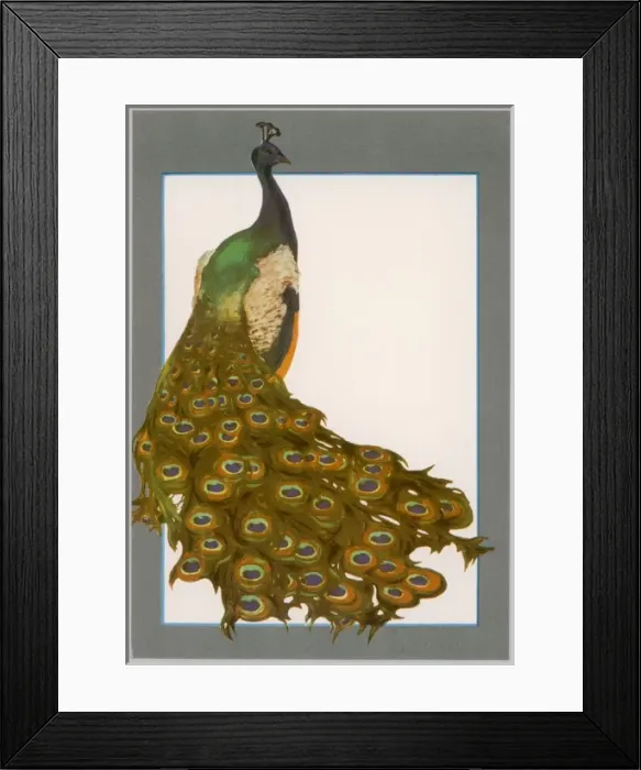 Framed Print : Peacock Trailing Framed Print : Peacock Trailing