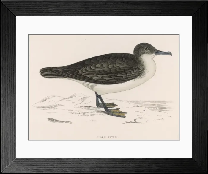 Framed Print : Dusky Petrel (Morris) Framed Print : Dusky Petrel (Morris)