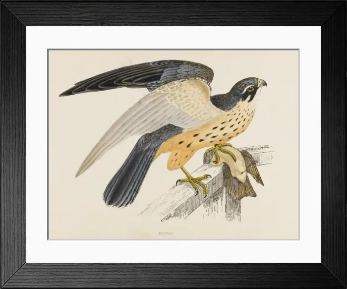 Framed Print : Hobby (Morris) Framed Print : Hobby (Morris)