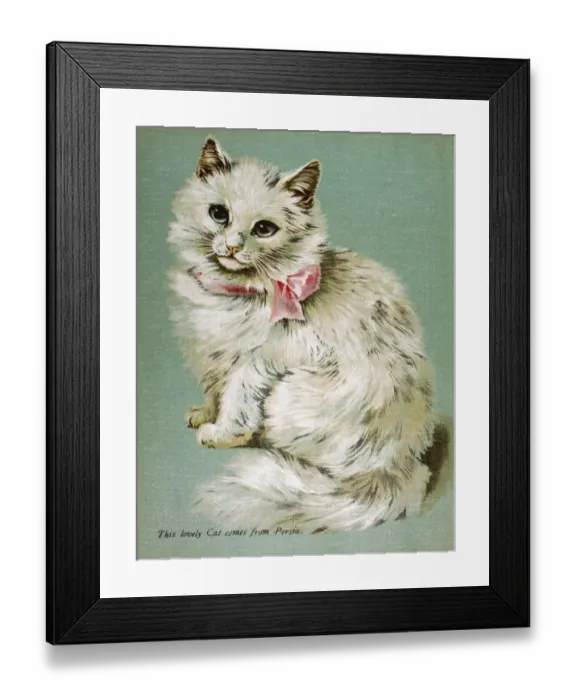 Framed Print : White Persian Cat Framed Print : White Persian Cat
