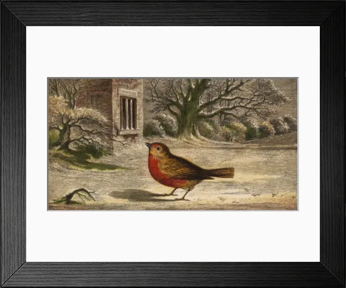 Framed Print : Robins on the Snow Framed Print : Robins on the Snow