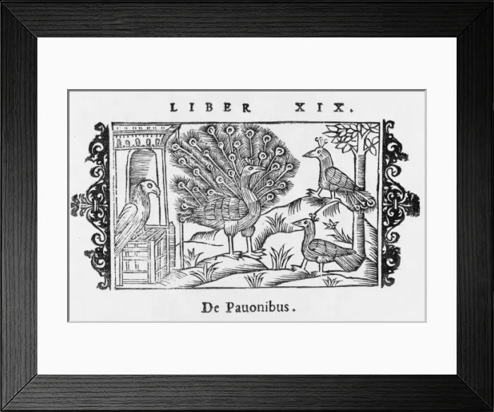 Framed Print : Peacock Displaying Framed Print : Peacock Displaying