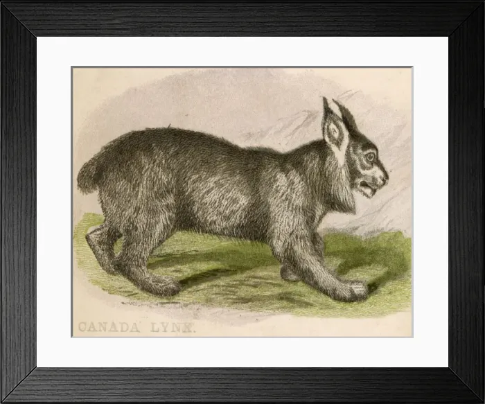 Framed Print : Canadian Lynx Framed Print : Canadian Lynx