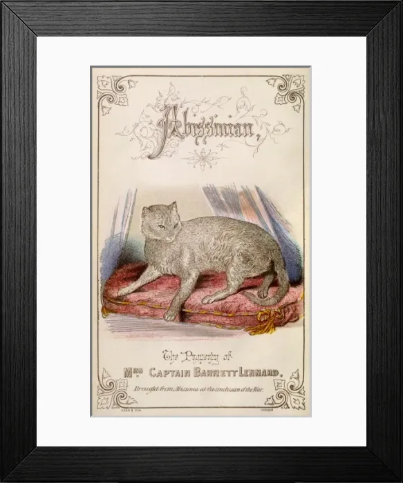 Framed Print : Abyssinian Cat Framed Print : Abyssinian Cat