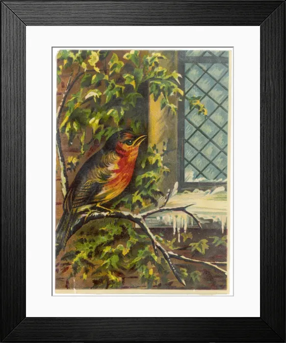 Framed Print : Robin Near Window Framed Print : Robin Near Window