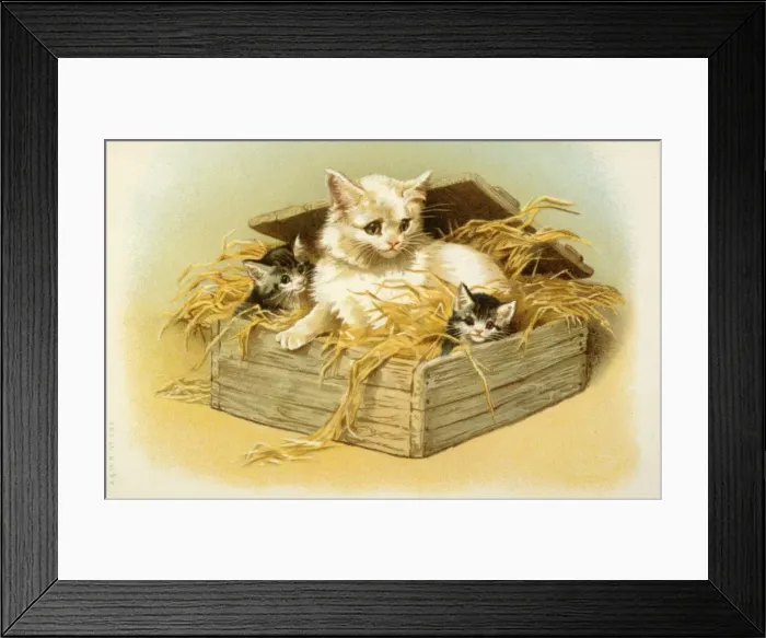Framed Print : Kittens in a Box Framed Print : Kittens in a Box