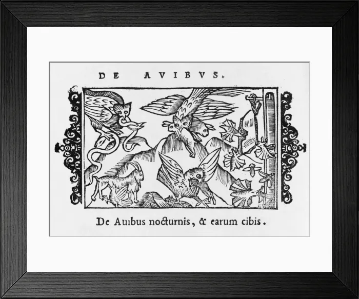 Framed Print : Owls Catch Prey Framed Print : Owls Catch Prey