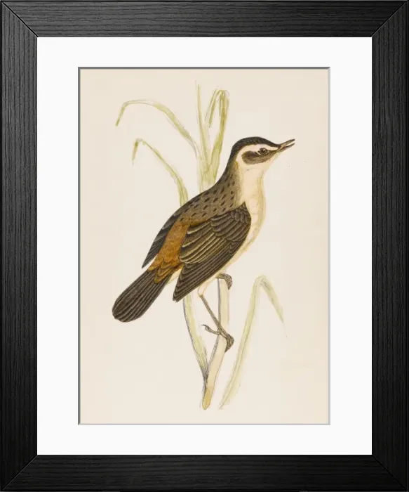 Framed Print : Sedge-Warbler (Morris) Framed Print : Sedge-Warbler (Morris)