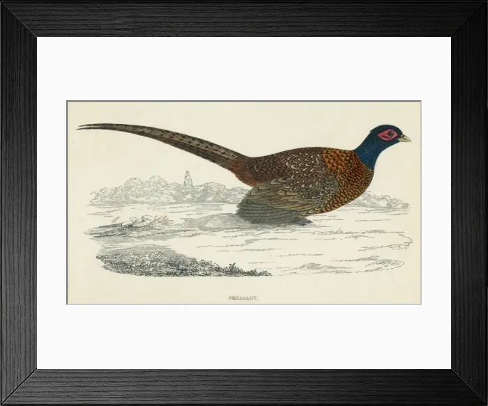 Framed Print : Pheasant (Morris) Framed Print : Pheasant (Morris)