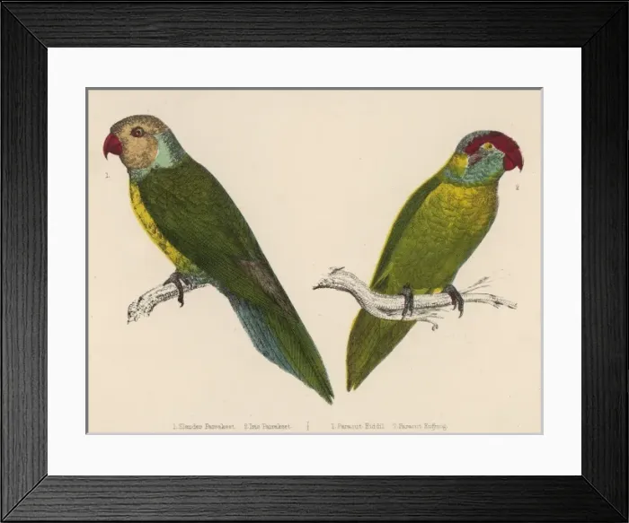 Framed Print : Two Parakeets Framed Print : Two Parakeets