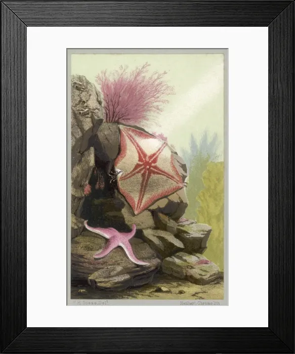 Framed Print : Two Starfish / 1856 Framed Print : Two Starfish / 1856
