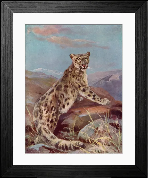 Framed Print : Snow Leopard (Or Ounce) Framed Print : Snow Leopard (Or Ounce)