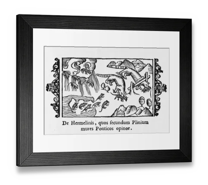 Framed Print : Animals / Ermine / Mice 1555 Framed Print : Animals / Ermine / Mice 1555