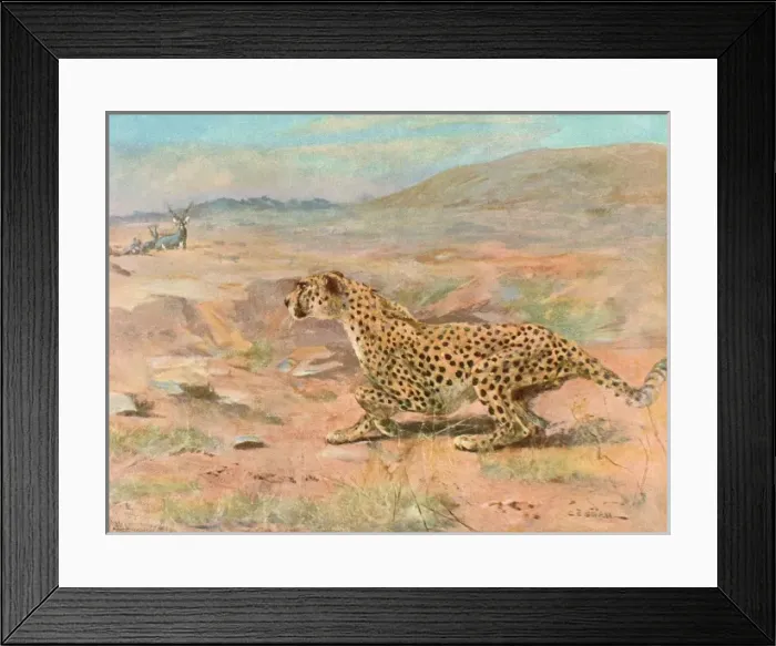Framed Print : Cheetah in the Wild Framed Print : Cheetah in the Wild