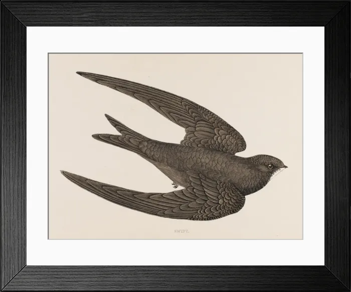 Framed Print : Swift (Morris) Framed Print : Swift (Morris)