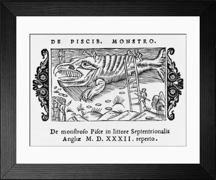 Framed Print : Huge Fish Caught Framed Print : Huge Fish Caught