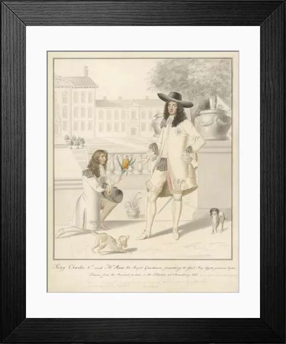 Framed Print : Charles II Pineapple Framed Print : Charles II Pineapple