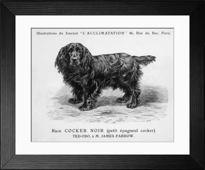 Framed Print : Mahler / Cocker Spaniel Framed Print : Mahler / Cocker Spaniel