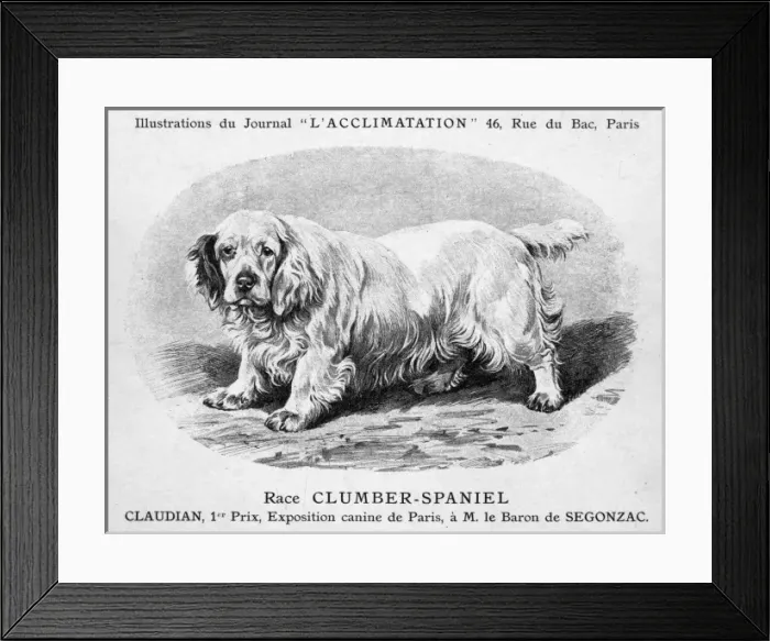 Framed Print : Mahler / Clumber Spaniel Framed Print : Mahler / Clumber Spaniel
