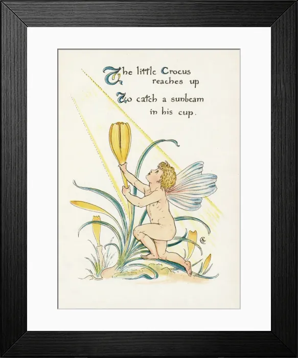 Framed Print : Crocus (Crane) Framed Print : Crocus (Crane)