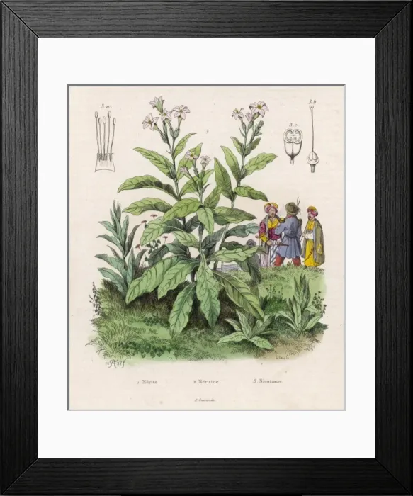 Framed Print : Plants / Nicotiana Framed Print : Plants / Nicotiana