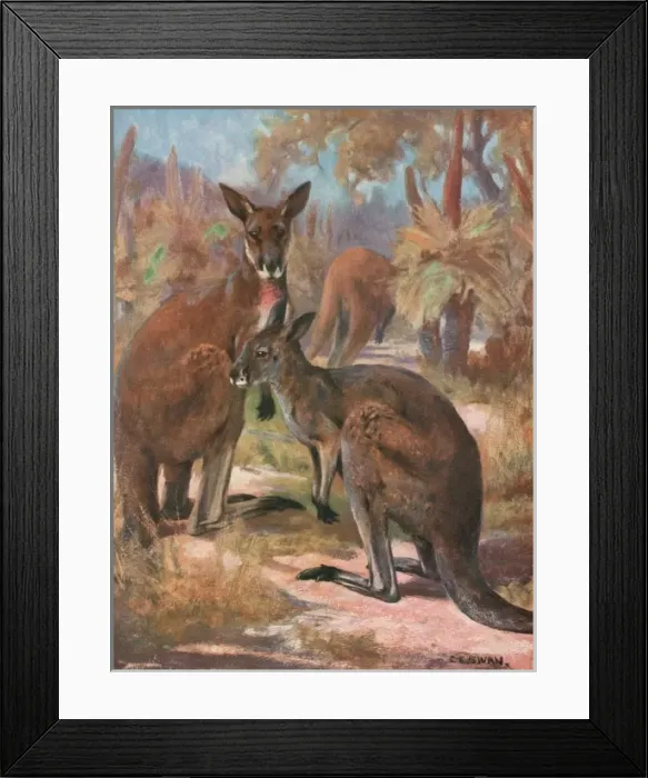 Framed Print : Kangaroos 1909 Framed Print : Kangaroos 1909