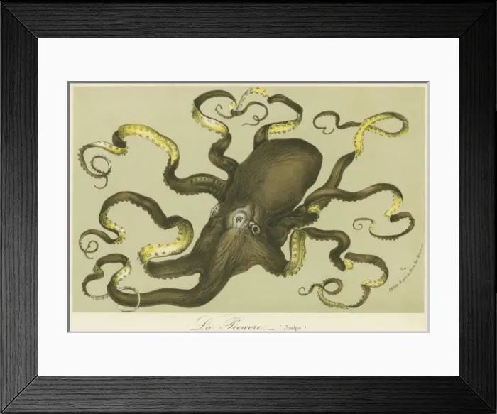 Framed Print : Octopus by Van Houtteano Framed Print : Octopus by Van Houtteano