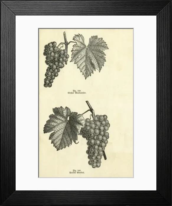 Framed Print : Fruit / Grapes C1870 Framed Print : Fruit / Grapes C1870