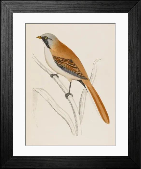 Framed Print : Bearded Tit (Morris) Framed Print : Bearded Tit (Morris)