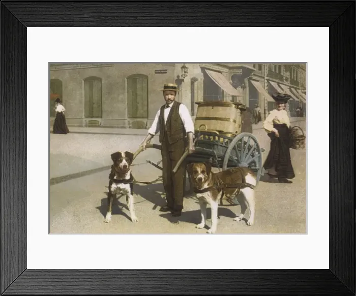 Framed Print : Dogs Harnesed to Cart Framed Print : Dogs Harnesed to Cart