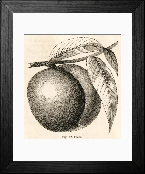 Framed Print : A Peach (B&w) Framed Print : A Peach (B&w)