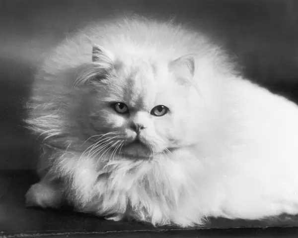 Face of White Persian