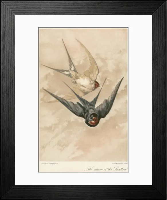 Framed Print : Two Swallows Framed Print : Two Swallows