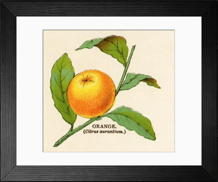 Framed Print : ORANGE. CITRUS AURANTIUM Framed Print : ORANGE. CITRUS AURANTIUM