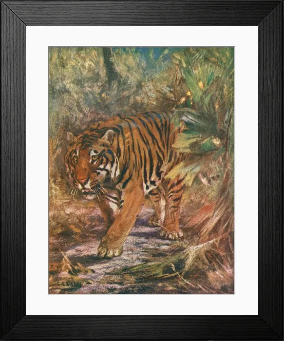 Framed Print : Tiger in the Jungle Framed Print : Tiger in the Jungle