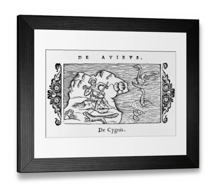 Framed Print : Swans Like Music Framed Print : Swans Like Music