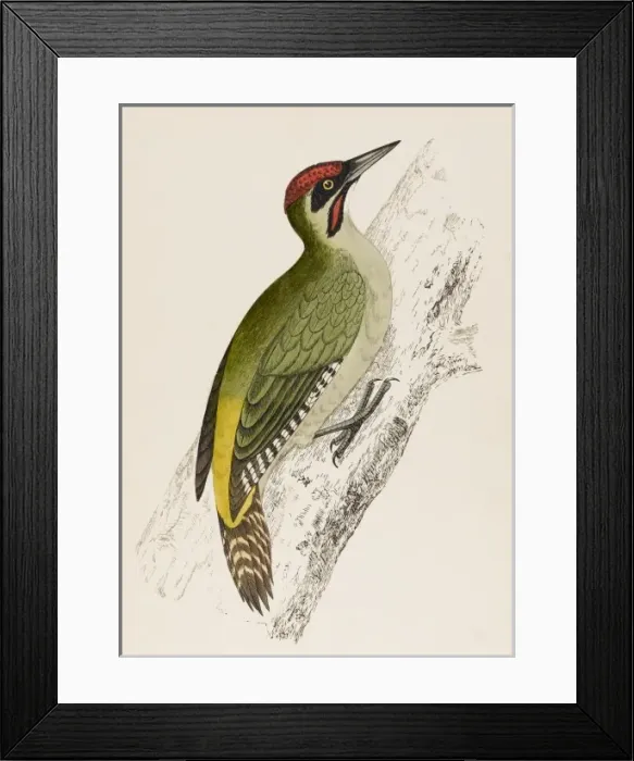 Framed Print : Green Woodpecker (Morris Framed Print : Green Woodpecker (Morris