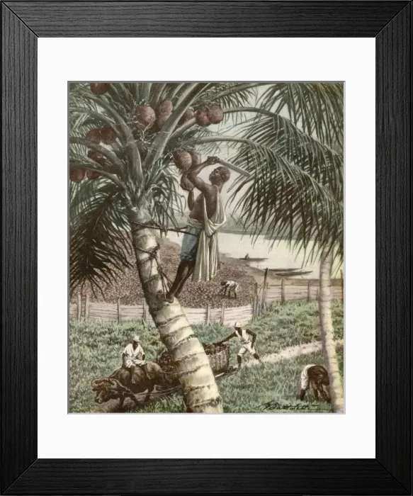 Framed Print : Picking Coconuts / Africa Framed Print : Picking Coconuts / Africa