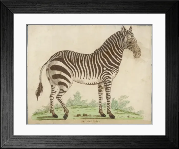 Framed Print : ZEBRA. An early depiction of a male zebra (equus or hippotigris zebra) Framed Print : ZEBRA. An early depiction of a male zebra (equus or hippotigris zebra)