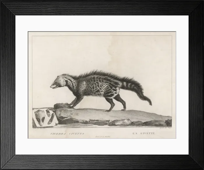 Framed Print : CIVET. VIVERRA CIVETTA lives in various regions, especially central Africa Framed Print : CIVET. VIVERRA CIVETTA lives in various regions, especially central Africa