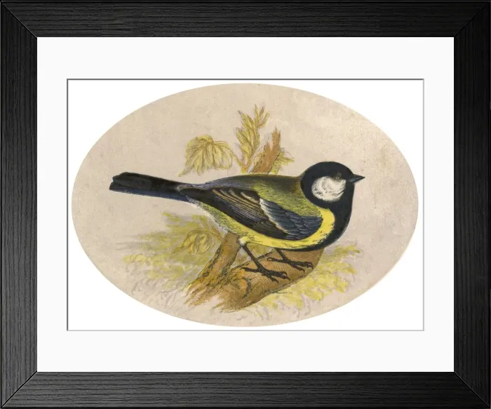 Framed Print : GREAT TIT. Great tit (Parus major) Framed Print : GREAT TIT. Great tit (Parus major)