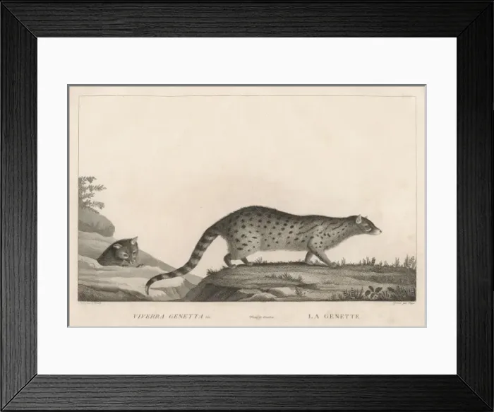 Framed Print : GENET. VIVERRA GENETTA (or genetta vulgaris) - this variety is found in Framed Print : GENET. VIVERRA GENETTA (or genetta vulgaris) - this variety is found in